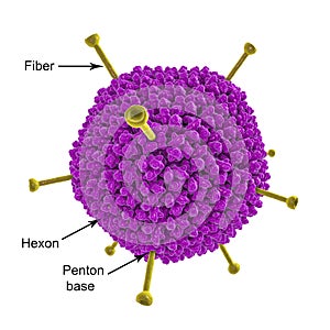 Molecular model of Adenovirus