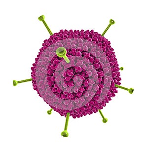 Molecular model of Adenovirus photo