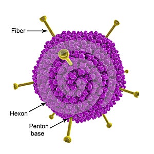 Molecular model of Adenovirus photo
