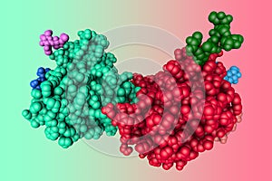 Molecular model of alpha-galactosidase, enzyme that associated with Fabry disease. Rendering with multi-colored protein photo