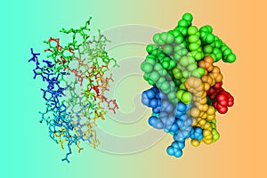 Molecular model of angiogenin, a potent stimulator of new blood vessels through the process of angiogenesis. Rendering
