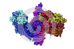 Molecular model of botulinum neurotoxin