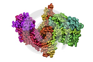 Molecular model of botulinum neurotoxin photo