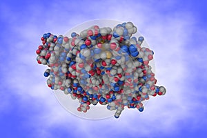 Molecular model of human interleukin-2 in complex with interleukin-2 receptor. Atoms are shown as color-coded spheres