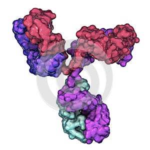 Molecular model of immunoglobulin