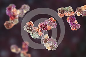 Molecular model of immunoglobulin