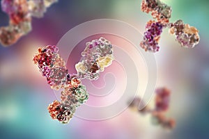 Molecular model of immunoglobulin