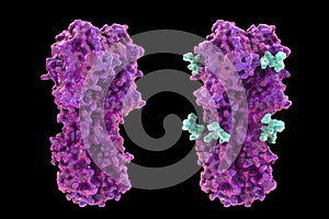 Molecular model of influenza virus hemagglutinin