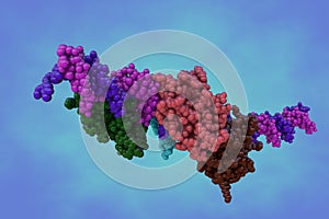 Molecular model of interferon regulating factor 3 bound to the interferon-beta enhancer. Rendering with differently