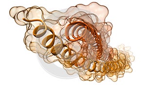 Molecular model of keratin photo