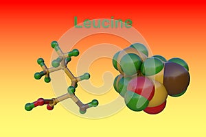 Molecular model of l-leucine or leucine, an amino acid used in the biosynthesis of proteins. Medical background