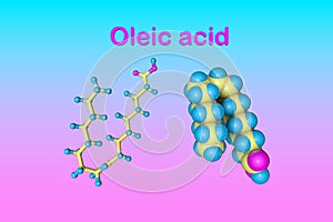 Molecular model of oleic acid. It is a monounsaturated fatty acid that occurs in various animal and vegetable fats and