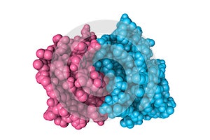 Molecular model of recombinant human interleukin-22, a cytokine that acts on non-hematopoietic cells. Rendering with photo