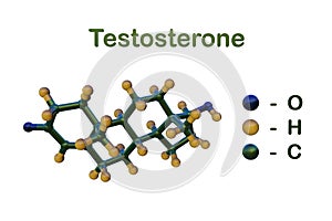 Molecular model of testosterone, steroid hormone from the androgen group. Testosterone is the primary male sex hormone