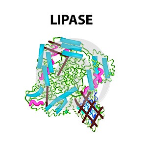 Molecular structural chemical formula Lipase. Enzyme digestive tract lipase. Infographics. Vector illustration on