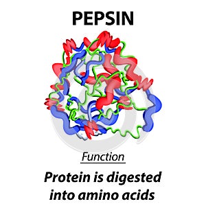 The molecular structural chemical formula of pepsin. Functions of the digestive tract enzyme pepsin. Turns proteins into photo