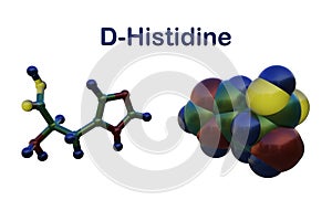 Molecular structure of d-histidine, an optically active form of histidine havind D-configuration. It is used in the