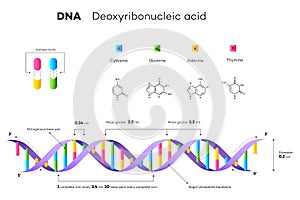 Molecular Structure Of DNA. Infographic Educational Vector Illustration
