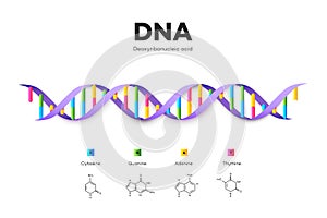 Molecular Structure Of DNA. Infographic Educational Vector Illustration