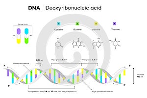 Molecular Structure Of DNA. Infographic Educational Vector Illustration