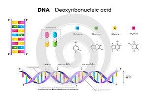 Molecular Structure Of DNA. Infographic Educational Vector Illustration