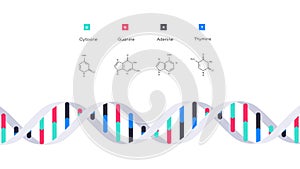 Molecular Structure Of DNA. Infographic Educational Vector Illustration