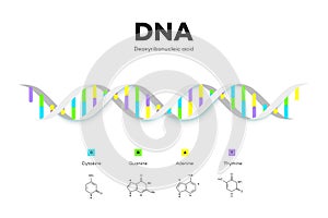 Molecular Structure Of DNA. Infographic Educational Vector Illustration
