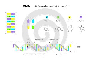 Molecular Structure Of DNA. Infographic Educational Vector Illustration