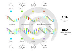 Molecular Structure Of DNA and RNA. Infographic Educational Vector Illustration