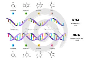 Molecular Structure Of DNA and RNA. Infographic Educational Vector Illustration