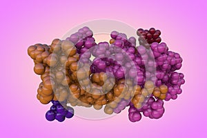 Molecular structure of human chorionic gonadotropin, a hormone produced by placenta during pregnancy. Rendering with