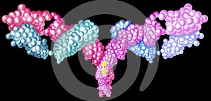 Molecular structure of T-Cells