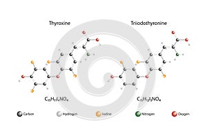 Molecular structures of thyroid hormones. Thyroxine and triiodothyronine