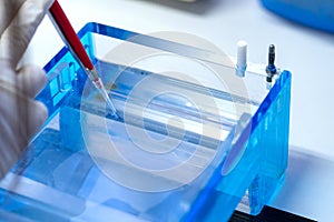 Molecular technique gel electrophoresis for DNA sample method decrypt the genetic code