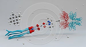 molecular interaction and protein formation