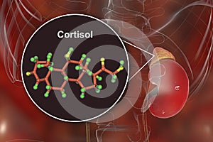 Molecule of cortisol hormone and adrenal gland photo