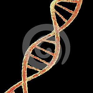 Molecule of DNA, double helix, 3D illustration photo