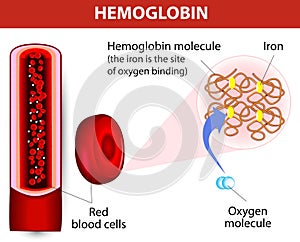 Molecule haemoglobin