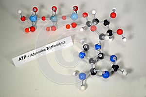 Molecule model of ATP, Adenosine Triphosphate.