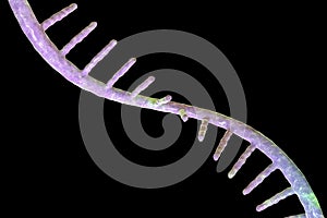 Molecule of mRNA, 3D illustration