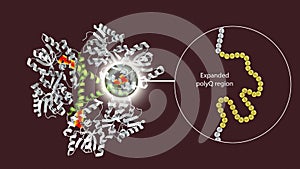 Molecule of the mutant Huntingtin protein, mHtt, the cause of Huntington's disease, 3D illustration