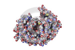 Molecule of pepsin stomach enzyme