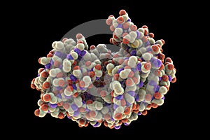 Molecule of pepsin stomach enzyme