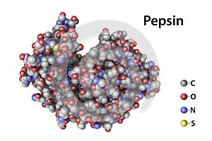 Molecule of pepsin stomach enzyme photo