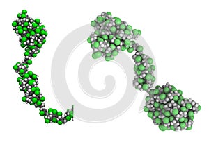 Molecule of polychloroprene