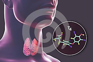 Molecule of thyroid hormone T4