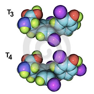 Molecules of thyroid hormones T3 and T4