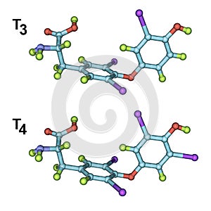 Molecules of thyroid hormones T3 and T4