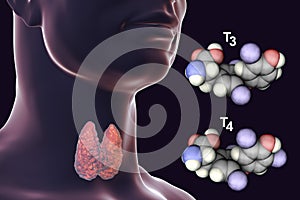 Molecules of thyroid hormones T3 and T4