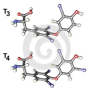 Molecules of thyroid hormones T3 and T4